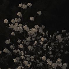 a black and white photo of flowers in the dark