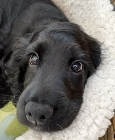 a close up of a dog laying on a blanket