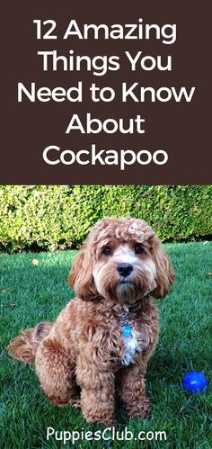 a dog sitting in the grass with text overlay that reads 12 amazing things you need to know about cockapoo