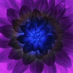 a purple and blue flower is shown in the middle of this image, it appears to be very large