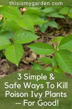 some green plants with the words 3 simple and safe ways to kill poison ivys for good