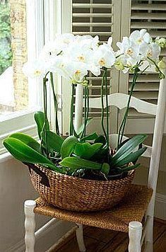 a wicker basket filled with white flowers sitting on a chair next to a window