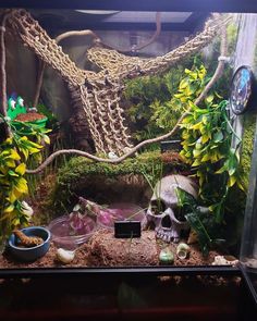 an aquarium filled with plants and skulls