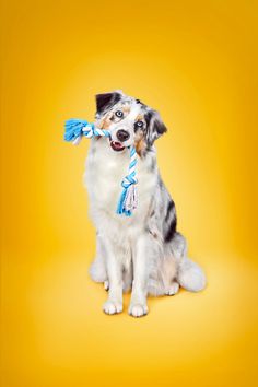 a dog with a blue and white scarf around its neck sitting on a yellow background