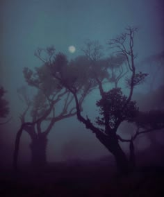 trees in the fog on a dark night