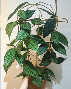 a potted plant with green leaves in it