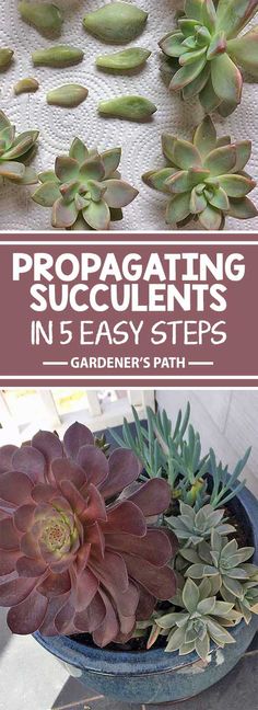 succulents in blue pots with text overlay that reads propagating succulents in 5 easy steps gardener's path