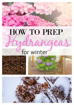 flowers and plants with text overlaying how to prep hydrangeas for winter