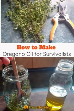 how to make an oregano oil for survivalists in the outdoors and on the patio