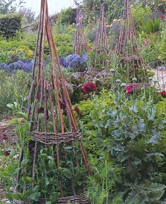 a garden filled with lots of different types of plants