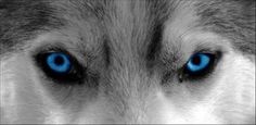 the blue eyes of a husky dog are strikingly beautiful in this black and white photo