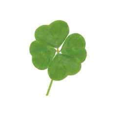 a four leaf clover on a white background