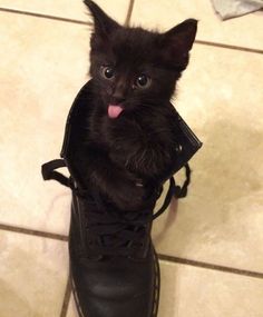 a small black kitten sticking its tongue out from inside a pair of shoes on the floor