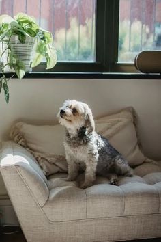 a small dog sitting on top of a couch next to a window