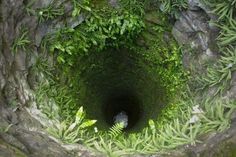 an aerial view of the inside of a tunnel with plants growing out of it's sides