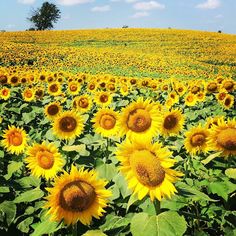 a field full of sunflowers under a blue sky