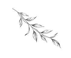 a black and white photo of a branch with leaves in the middle, on a white background