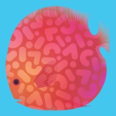 an orange and pink fish with numbers on it's side, against a blue background