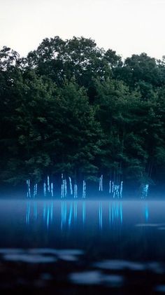 trees are reflected in the water on a foggy day with blue light coming from them