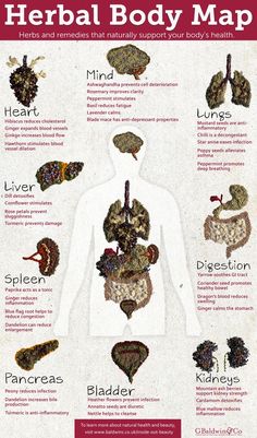 Body Map, Natural Healing Remedies, Herbal Healing, Home Health Remedies, Herbal Magic, Herbs For Health, Herbs And Spices, Healing Herbs, Natural Health Remedies