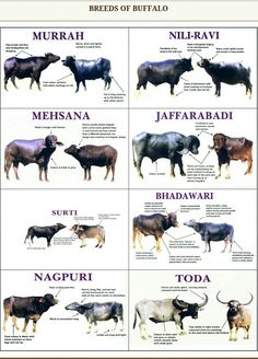 the different breeds of cattle are shown in this poster, which shows their names and characteristics