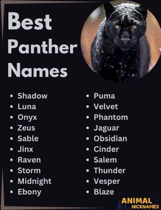 a black panther name tag with the words best panther names