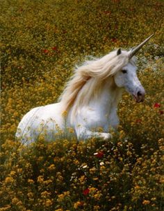 a white unicorn laying in a field of flowers with the caption, what do you say?