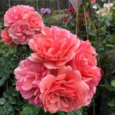 pink flowers are blooming in the garden