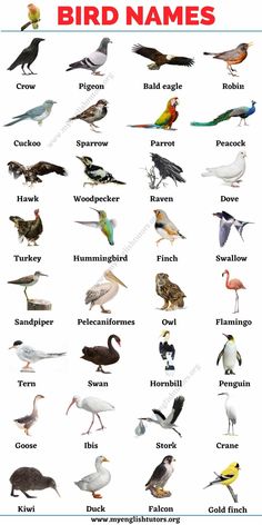 birds that are all different colors and names on the same page in this chart, you can