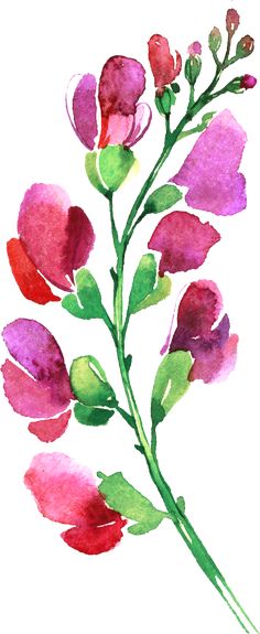 watercolor painting of pink and red flowers