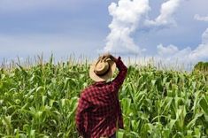 a person in a hat standing in a corn field