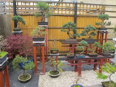 many bonsai trees are in pots on the ground