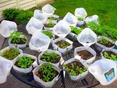 many bags filled with plants sitting on top of a table