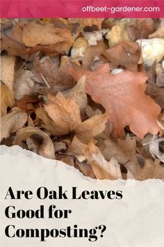 can you use oak leaves in compost, oak leaves compost, oak leaf composting Bur Oak Tree, Leaf Clean Up, Leaf Compost, Leaf Mulch, Red Oak Leaf, Composting 101, Red Oak Tree, Compost Soil, How To Make Compost