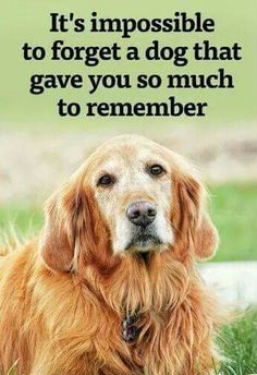 a golden retriever dog sitting in the grass with a quote about it's impossible to forget a dog that gave you so much to remember