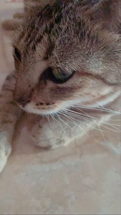 a close up of a cat laying on the floor with it's paw in its mouth