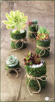 small succulents are tied together with twine and rope to make them look like moss