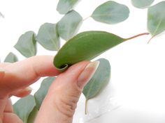 a person holding a green leaf in their left hand and another plant with leaves on it