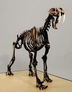 an animal skeleton is displayed on a table