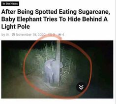 an elephant in the middle of a field at night with text reading after being spotted eating sugar cane, baby elephant tries to hide behind a light pole