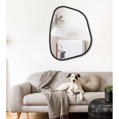 a dog is sitting on a couch in front of a mirror that hangs above it