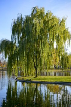 a large tree sitting next to a body of water