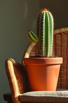 a green cactus sitting on top of a brown chair