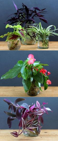 three glass vases filled with different types of plants