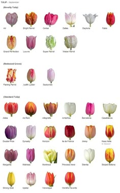 an image of tulips in different colors