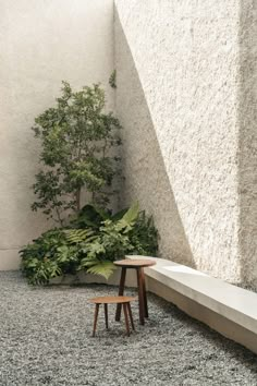 two wooden stools sitting next to each other in front of a white wall and plant