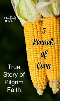 corn on the cob with text that reads, 5 kernels of corn true story of pilgrim faith