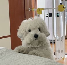 a small white dog sitting on top of a bed next to a gated door