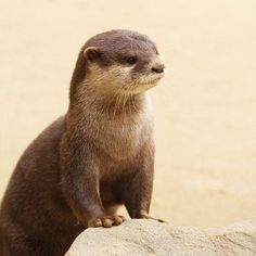 an animal standing on top of a large rock