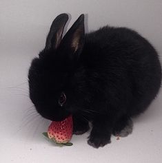 a black rabbit eating a strawberry on a white background